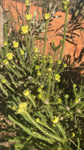 Petrophile ericifolia observed 2026-07-25