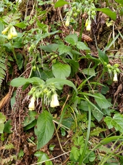 Symphytum tuberosum