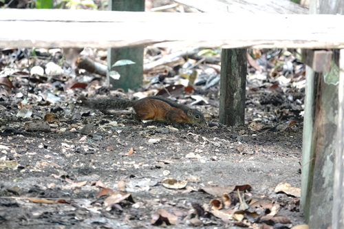 Lariscus insignis observed 2026-07-18