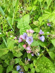 Pulmonaria saccharata