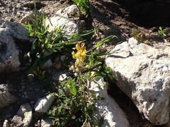 Corydalis micrantha texensis