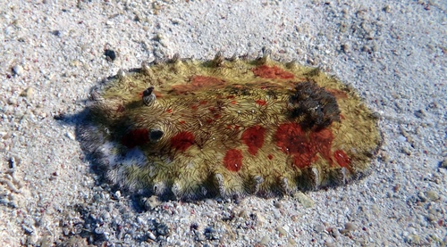 Platydoris cruenta observed 2026-07-25