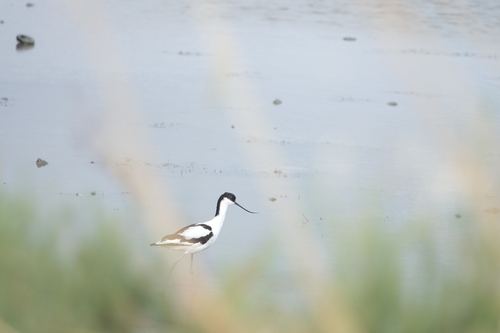 iNaturalist image