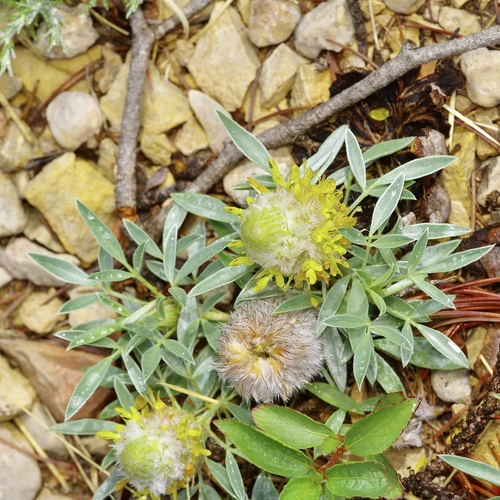 Wright's Prairie Clover