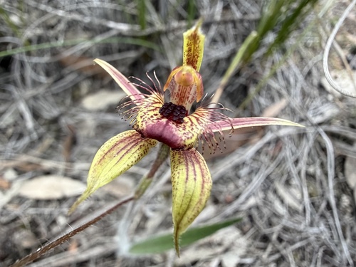 Dancing Spider Orchid