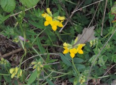 Lotus corniculatus corniculatus