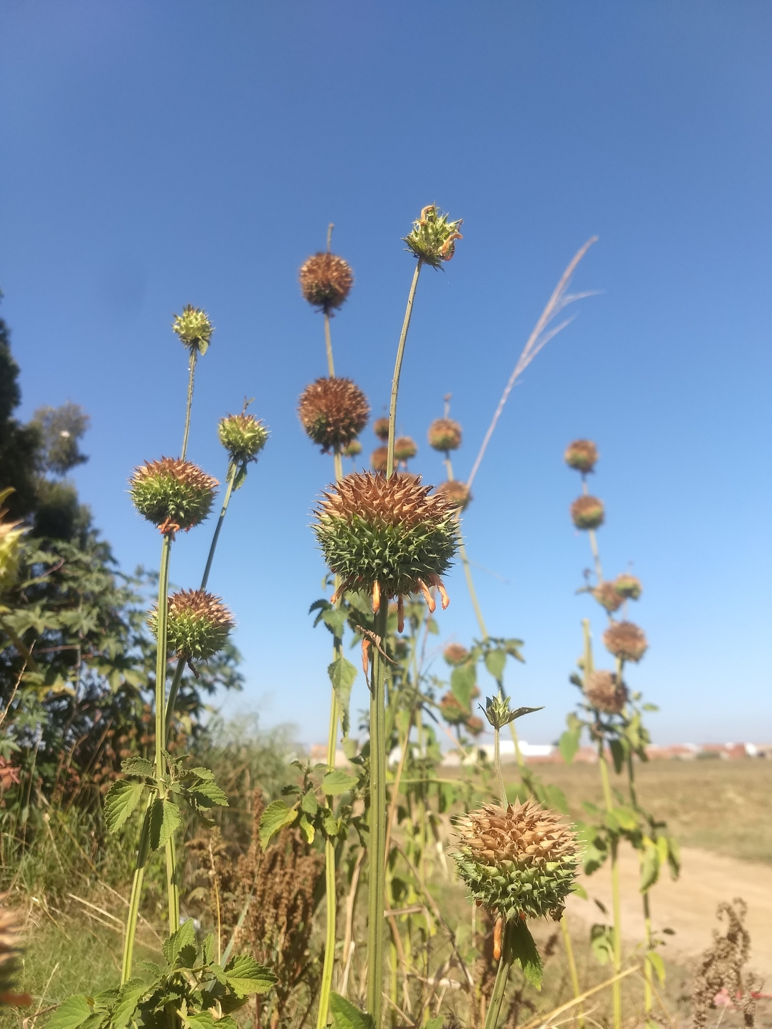 Leonotis nepetifolia