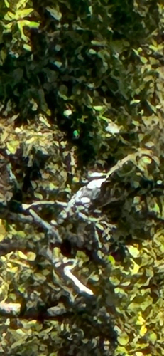 iNaturalist image