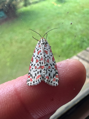 Crotalaria moth