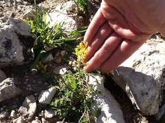 Corydalis micrantha texensis