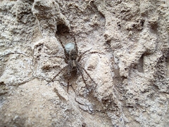 Pardosa hortensis