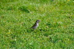 Passer domesticus