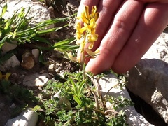 Corydalis micrantha texensis