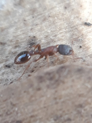 Leptothorax