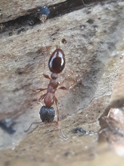 Leptothorax