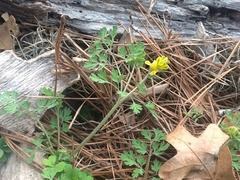 Corydalis micrantha texensis