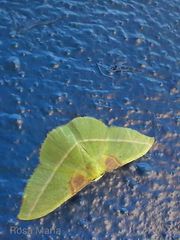 Tachyphyle basiplaga