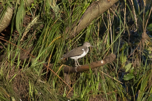 iNaturalist image