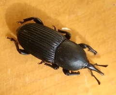 Scyphophorus acupunctatus