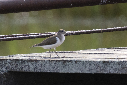 iNaturalist: (c) ksenia_ptichki, some rights reserved (CC BY-NC), uploaded by ksenia_ptichki iNaturalist image
