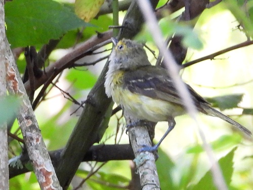 White-eyed Vireo