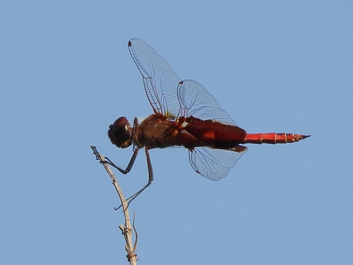 Red Saddlebags