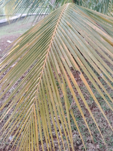 coconut palm