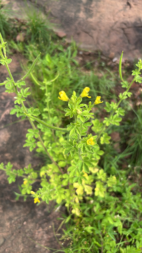 Asian Spiderflower
