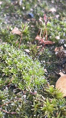 Intermediate Screw-moss