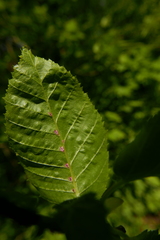 Aceria tenella