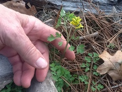 Corydalis micrantha texensis