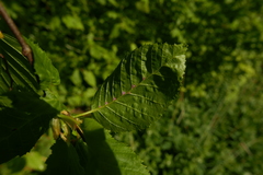 Aceria tenella