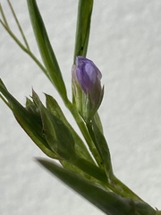Lathyrus pusillus