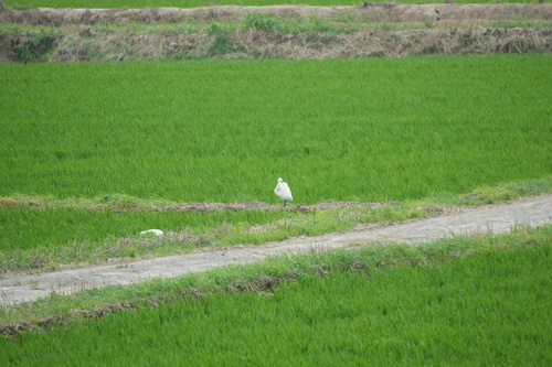 iNaturalist: (c) jiuwan2018, some rights reserved (CC BY-NC), uploaded by jiuwan2018 iNaturalist image