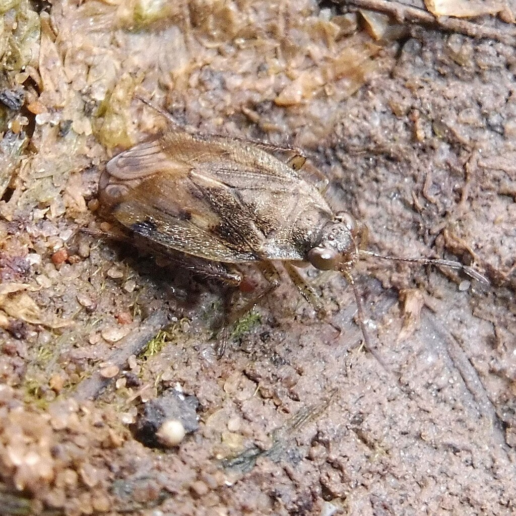 Chiloxanthus pilosus