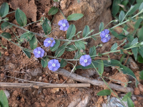 tropical speedwell