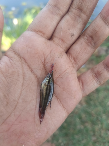 Trichopsis vittata