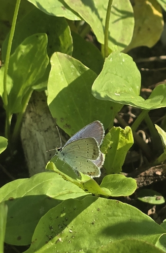 Short-tailed Blue