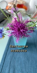 Centaurea scabiosa