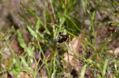Bombus hypnorum