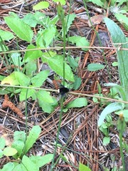 Ogcodocera leucoprocta