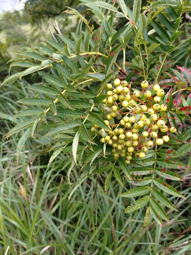 Sorbus randaiensis, photograph 1