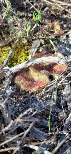 Drosera magna