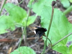 Ogcodocera leucoprocta