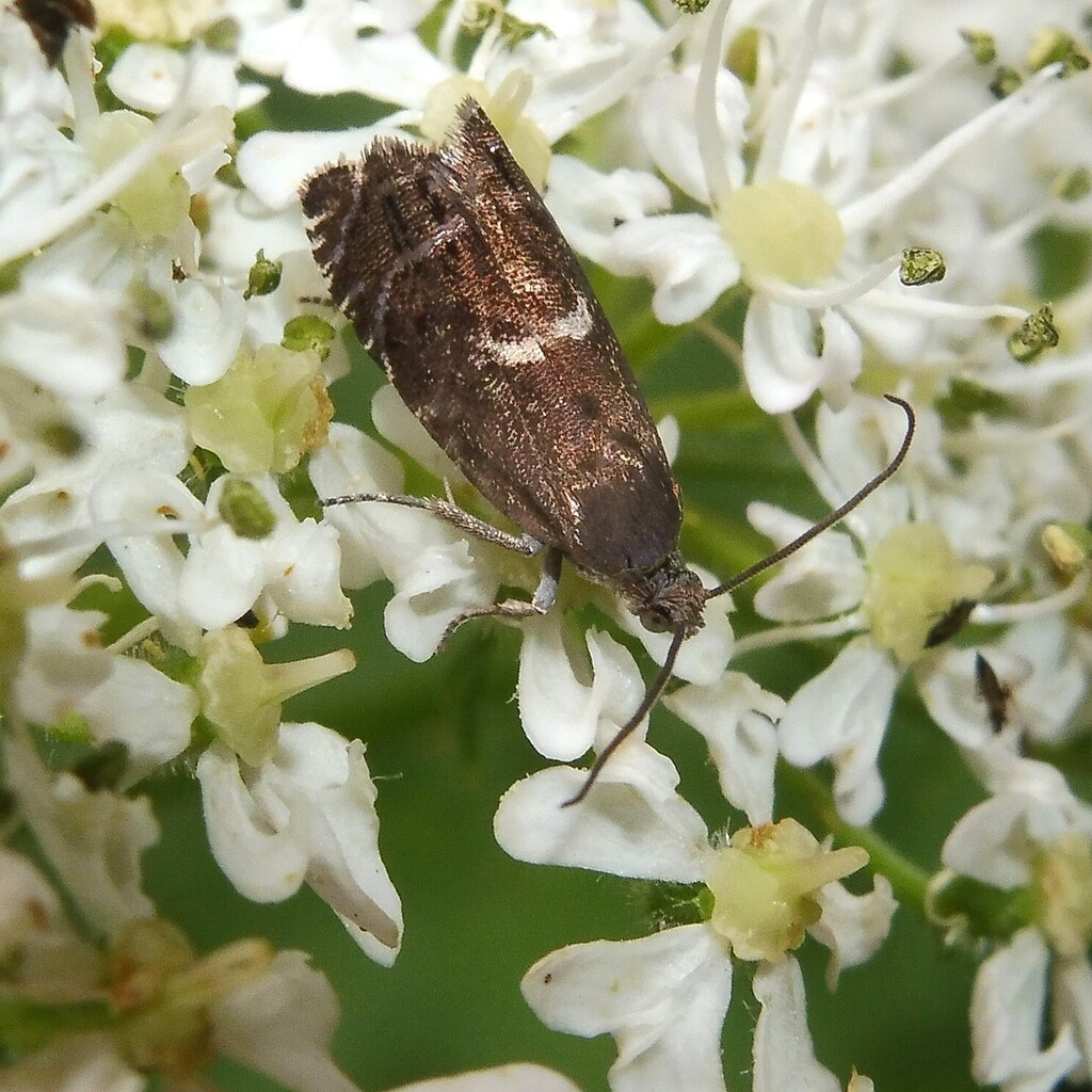 Larch Piercer