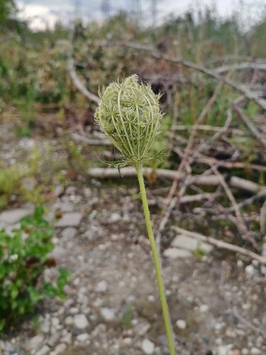 Наблюдение на iNaturalist