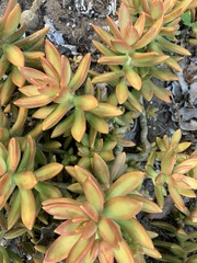 Sedum adolphi