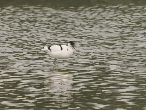 iNaturalist image