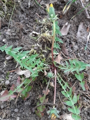Taraxacum lacistophyllum