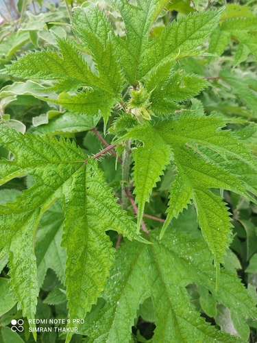 Himalayan nettle